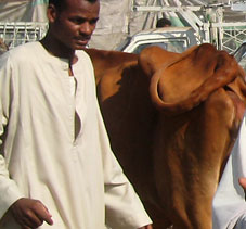Viehmarkt in Oberägypten